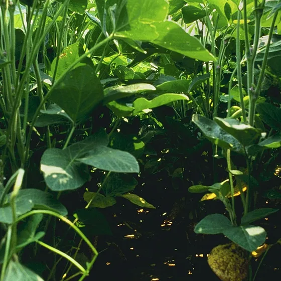 Proteína de soja, granos de soja